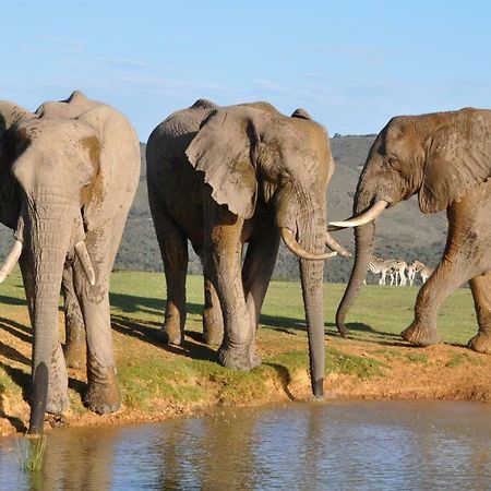 Addo Elephant Lodge & Safaris Kirkwood Εξωτερικό φωτογραφία