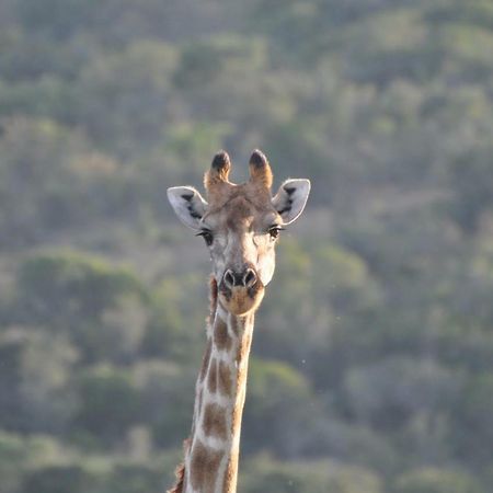 Addo Elephant Lodge & Safaris Kirkwood Εξωτερικό φωτογραφία