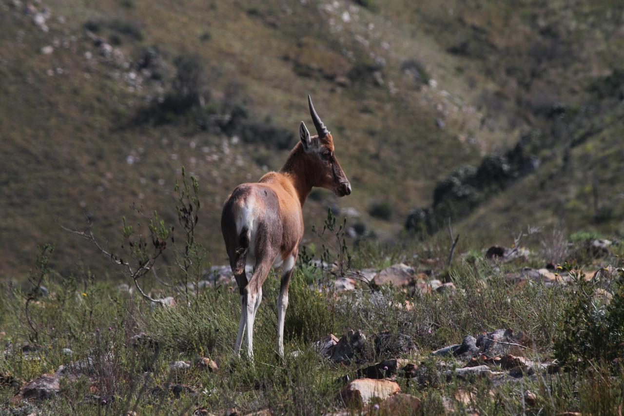 Addo Elephant Lodge & Safaris Kirkwood Εξωτερικό φωτογραφία