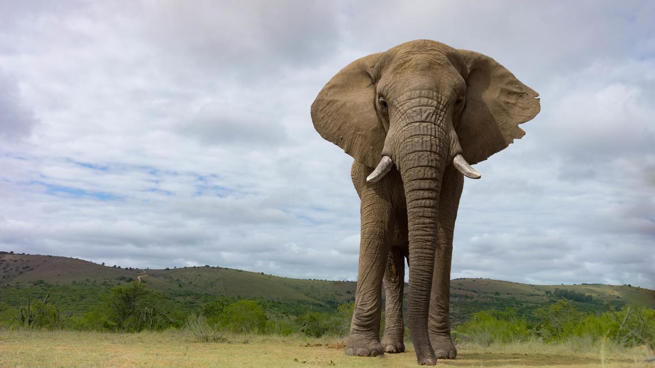 Addo Elephant Lodge & Safaris Kirkwood Εξωτερικό φωτογραφία