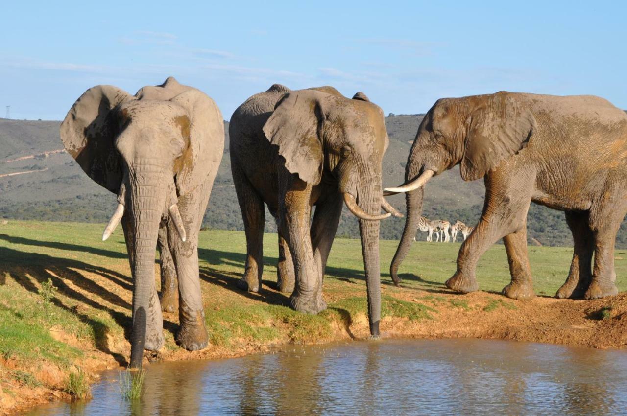 Addo Elephant Lodge & Safaris Kirkwood Εξωτερικό φωτογραφία