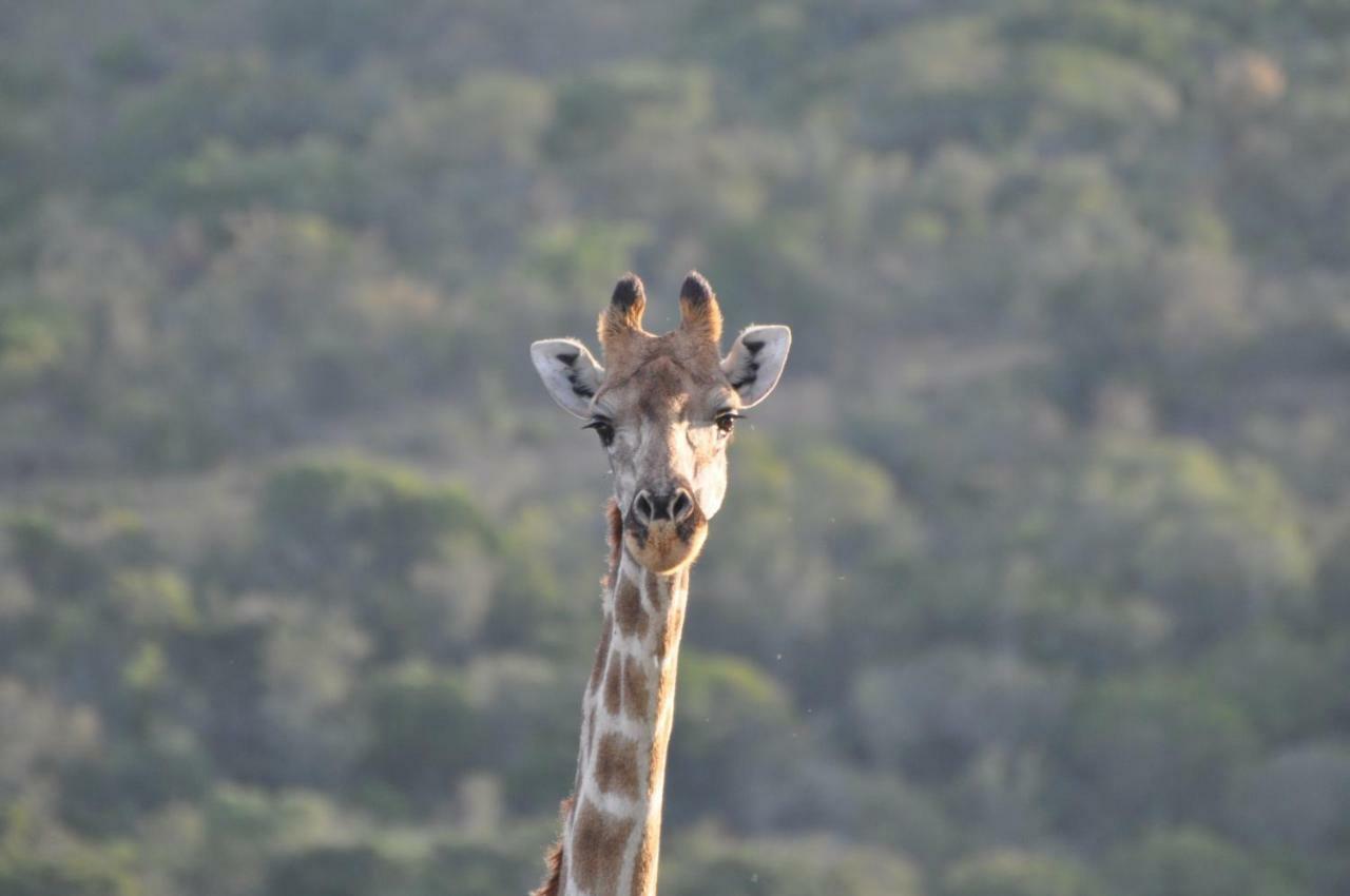 Addo Elephant Lodge & Safaris Kirkwood Εξωτερικό φωτογραφία